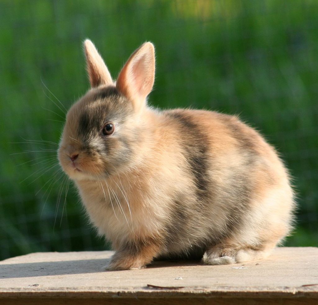 Ein Kaninchen sitzt angespannt auf einem Holzbrett
