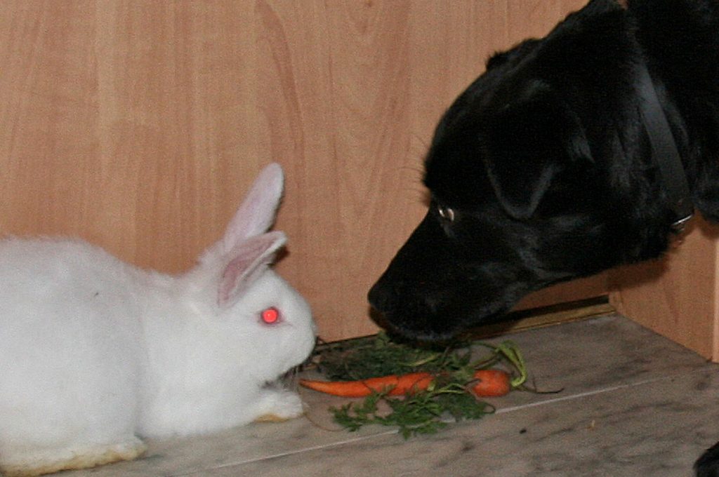Ein schwarzer großer Hund schaut zu einem Kaninchen, das vor einer Möhre sitzt