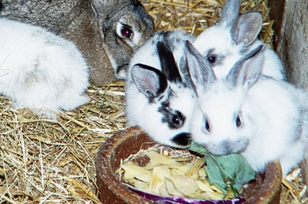 Eine Gruppe junger Kaninchen drängt sich um einen Futternapf