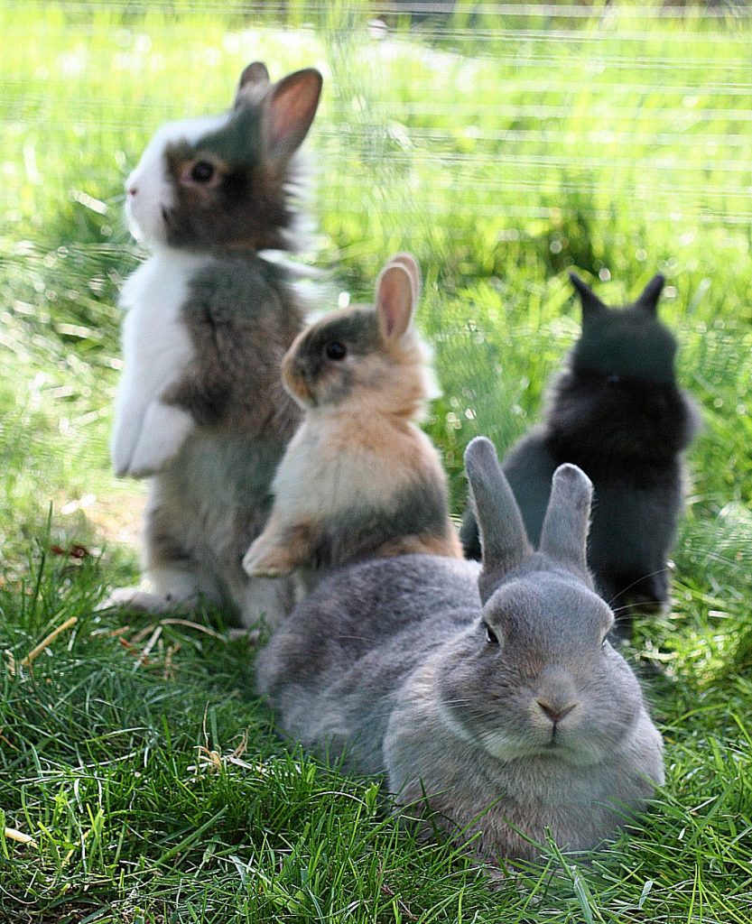 Eine Gruppe Kaninchen sitzt auf einer Wiese