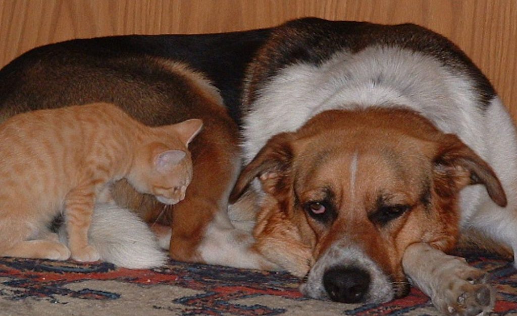 Eine junge Katze schaut einen zerknautscht aussehenden Hund an.