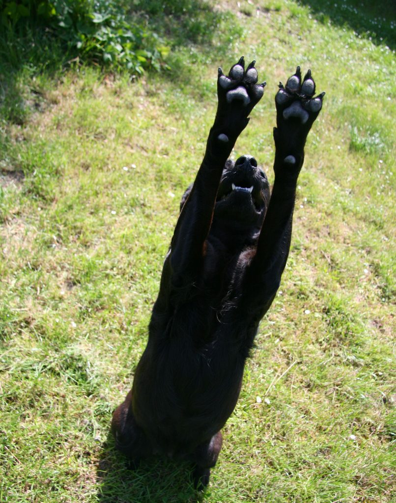 Ein großer schwarzer Hund streckt seine Pfoten über den Kopf