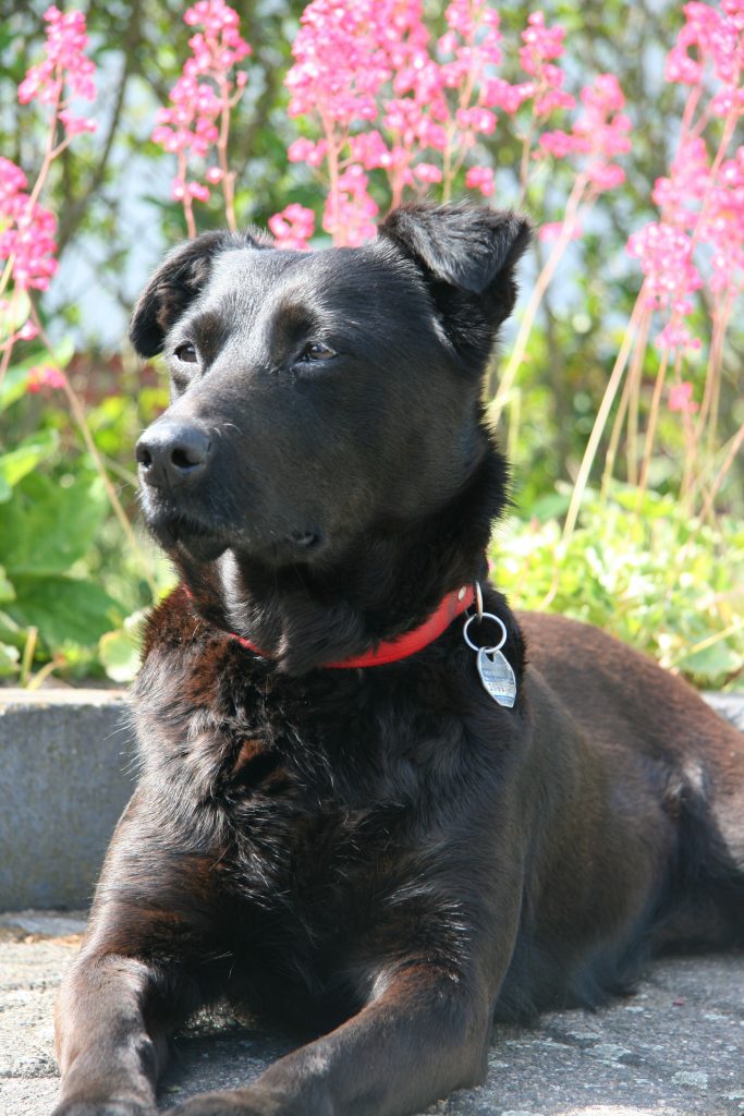Ein Hund liegt wachsam schauend in einem Garten