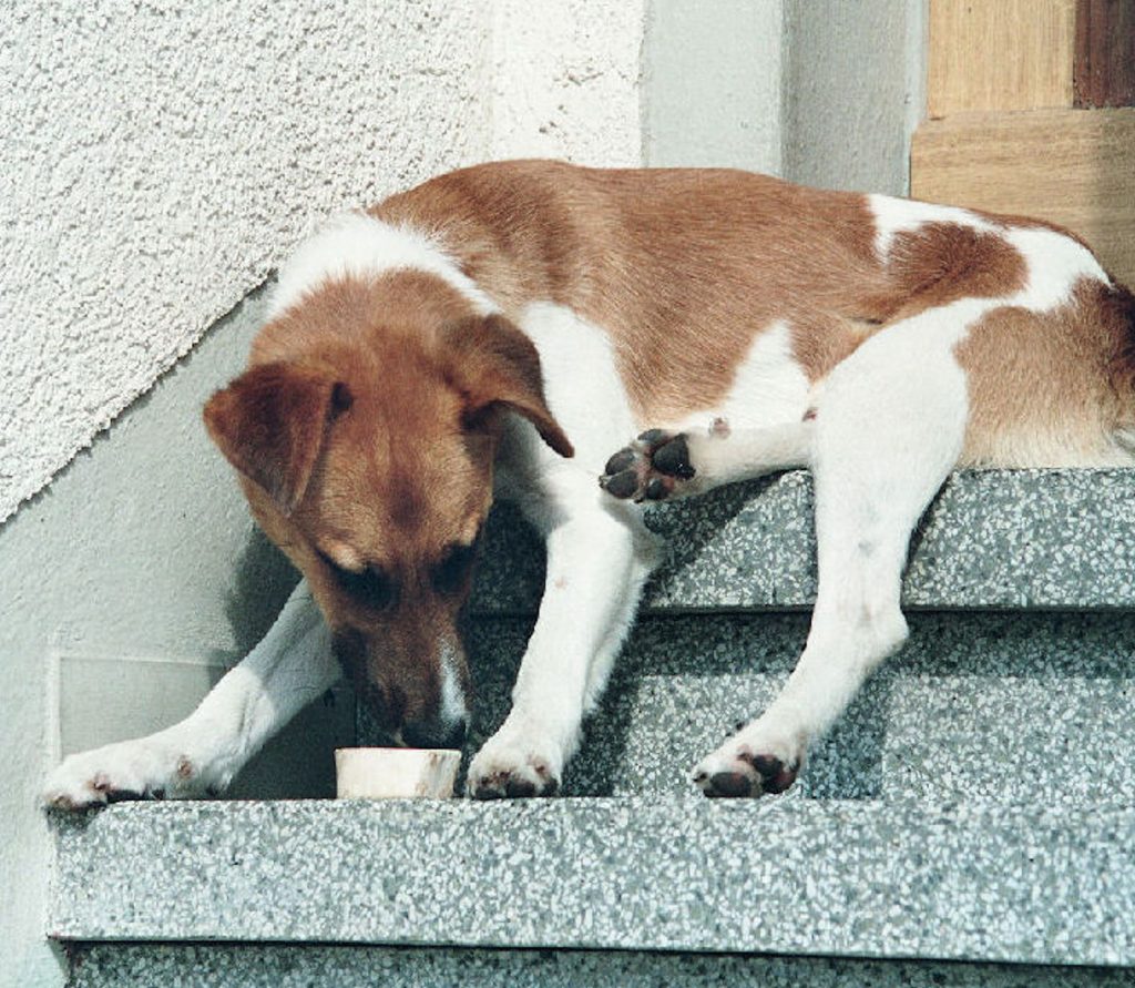 Ein Hund liegt auf einer Treppe und schnüffelt an etwas Fressbarem
