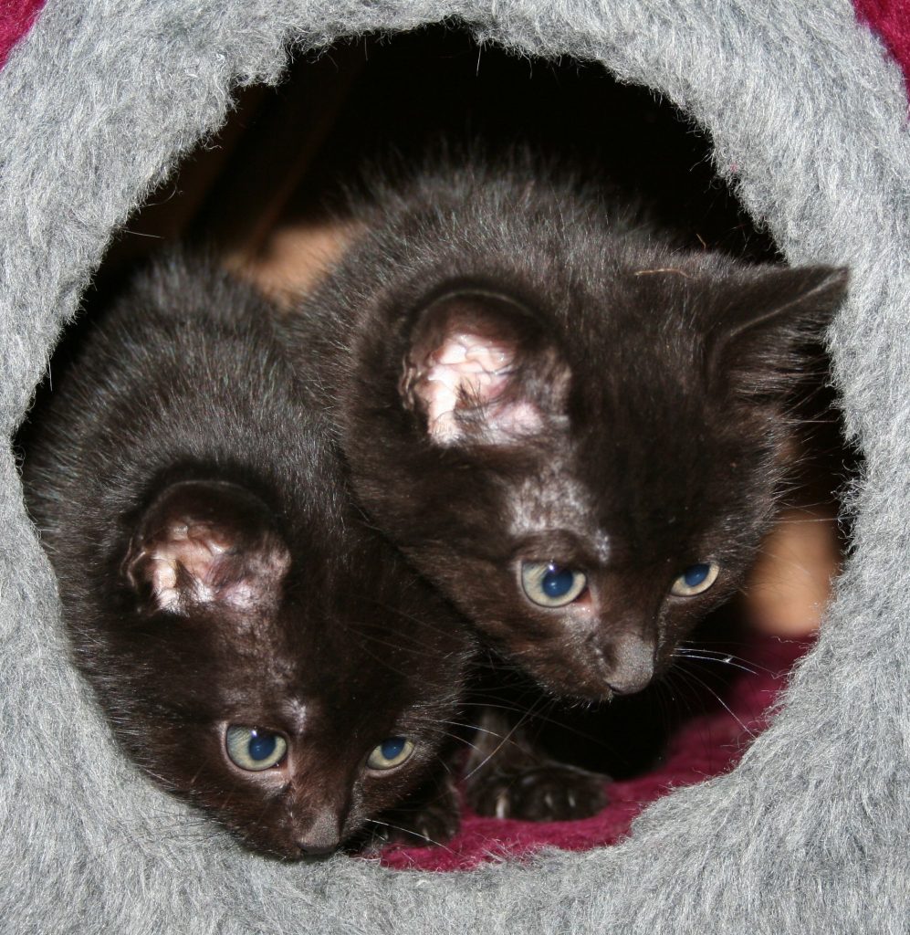 Zwei Katzenbabys schauen aus einem Katzennest
