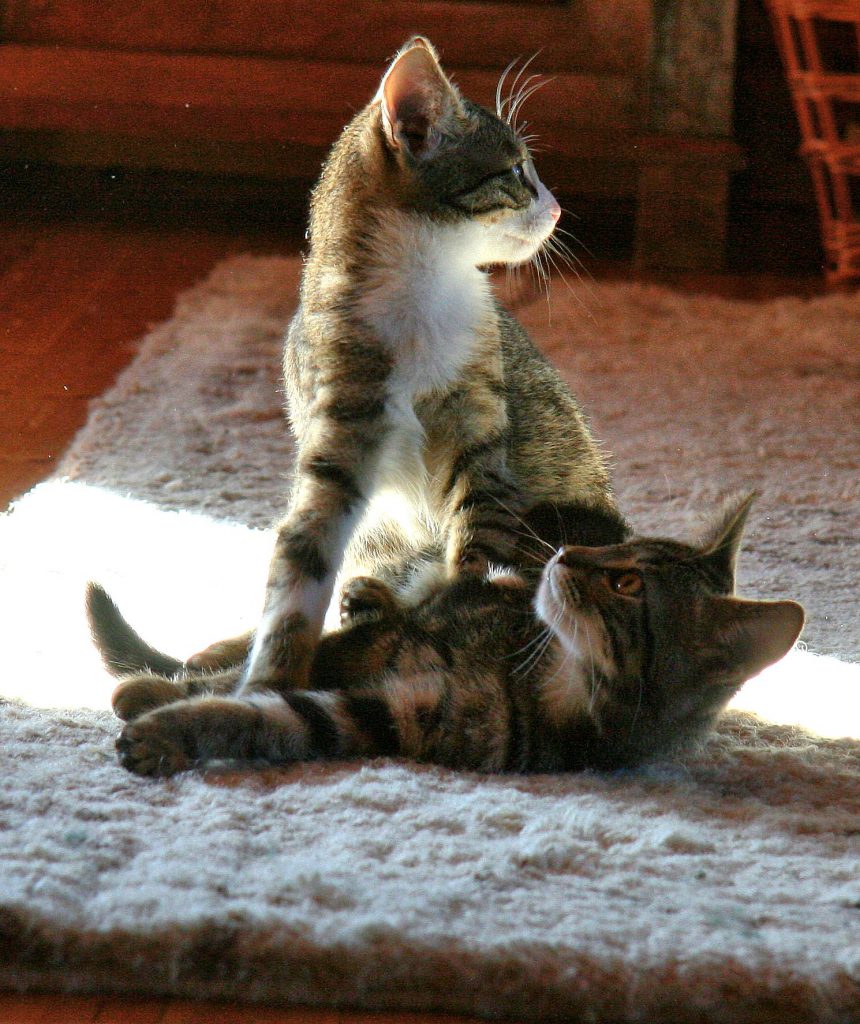 Zwei junge Katzen spielen miteinander auf einem Teppich