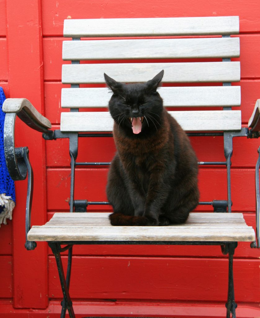 Eine Katze sitzt auf einem Klappstuhl und mauzt