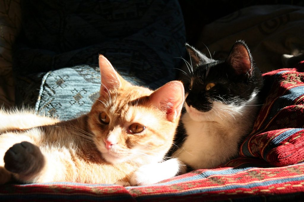 Zwei Katzen kuscheln sich auf eine Decke