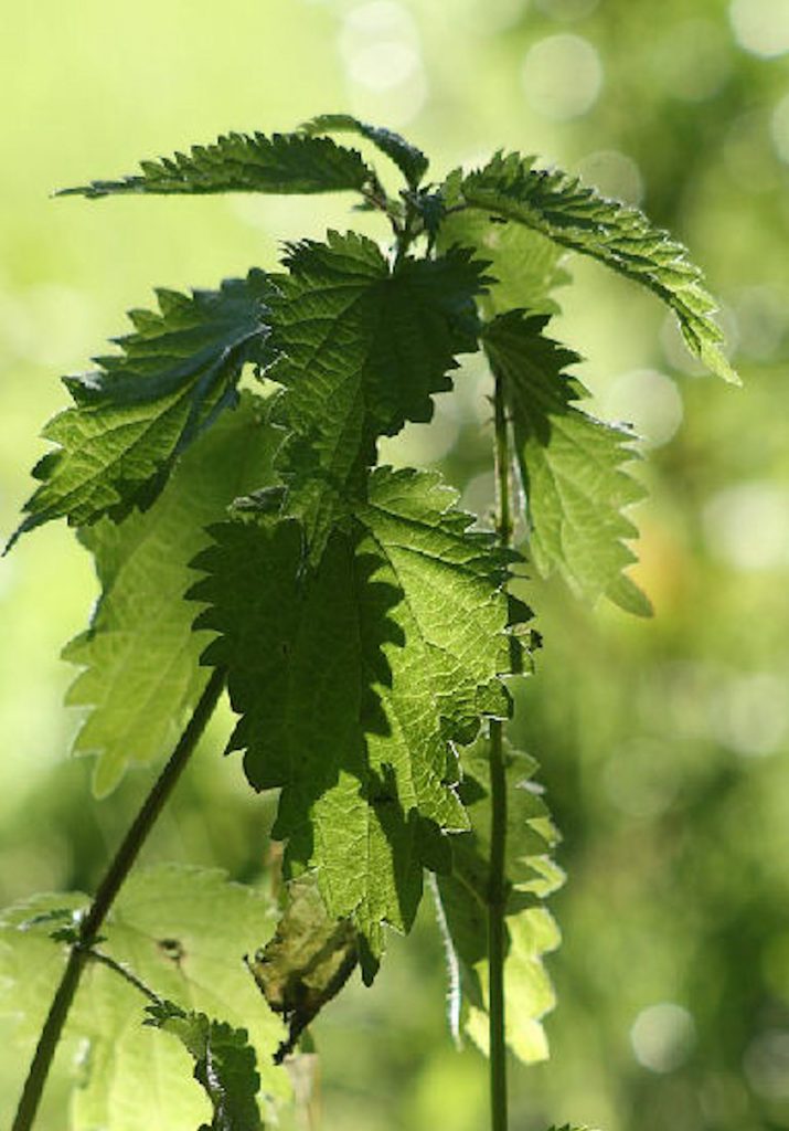 Eine Brennessel streckt ihre frischen Blätter aus