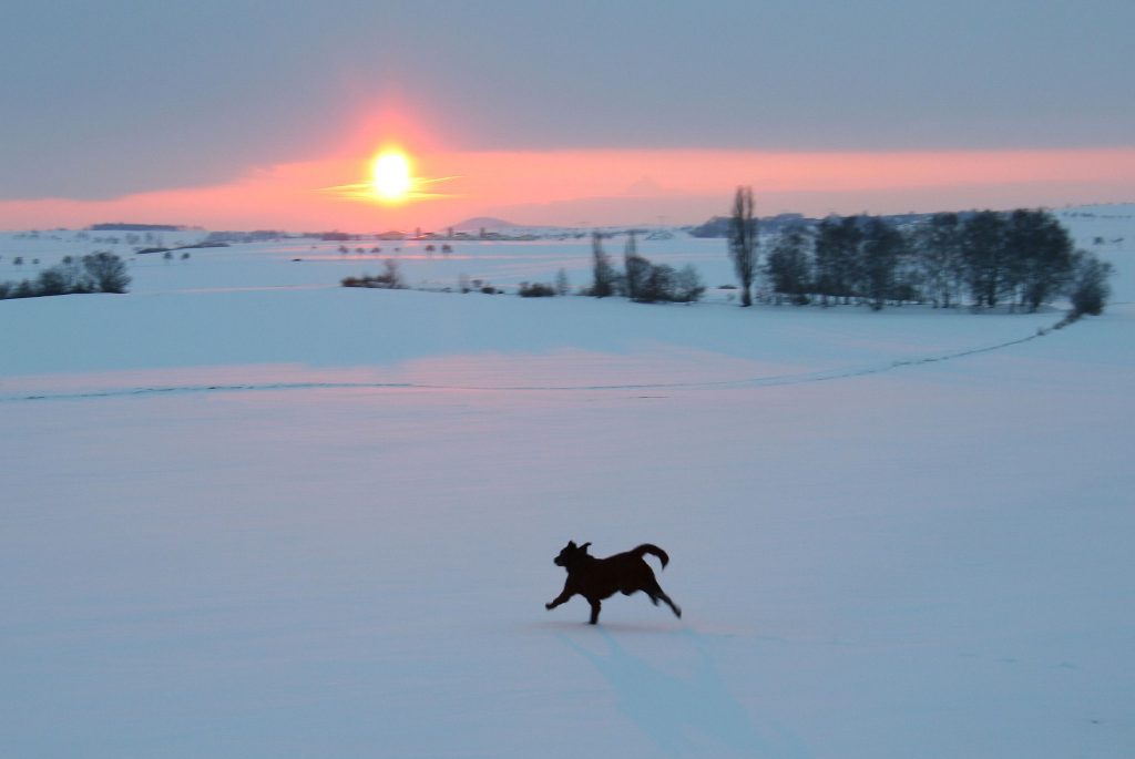 Ein Hund tollt im Sonnenuntergang über ein schneebedecktes Feld