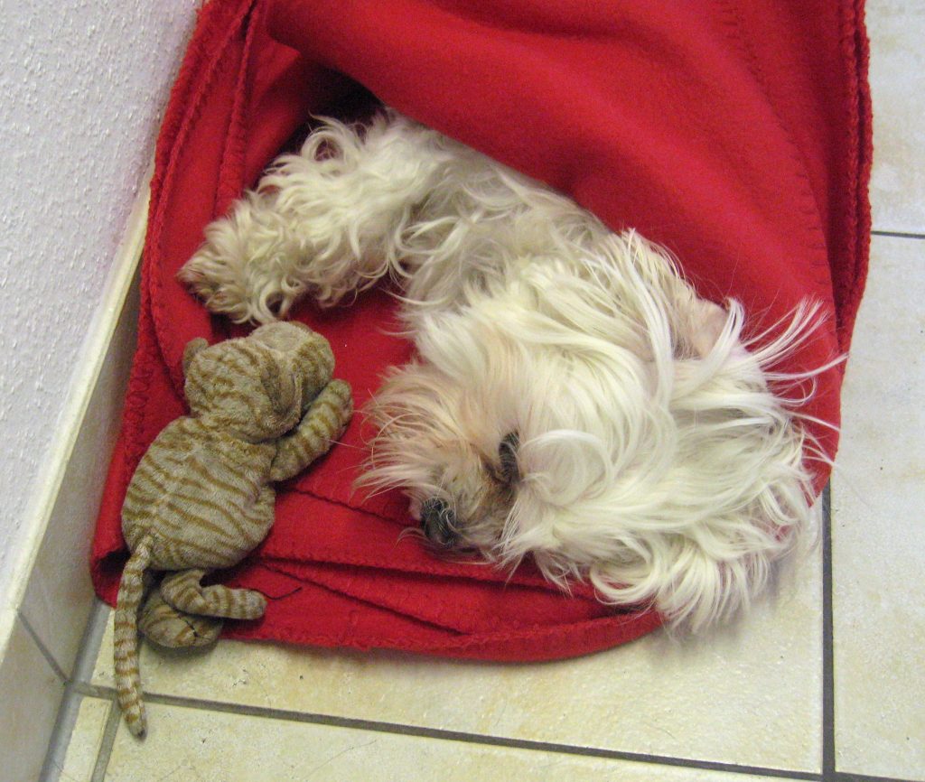 Ein Hund und eine Kuscheltierhund liegen erschöpft in einer Kuscheldecke