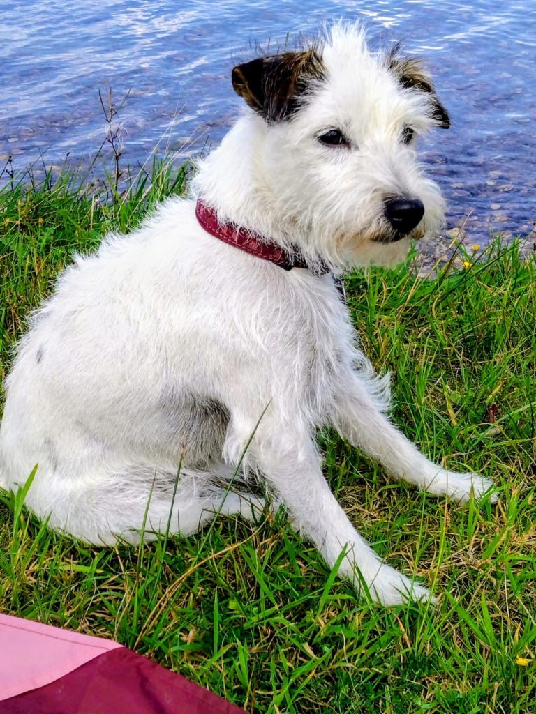 Ein kleiner Hund sitzt erschöpft auf einer Wiese am Wasser